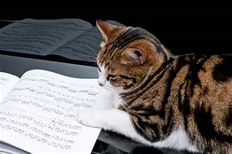 Do Cats Like Piano Music: A Feline Perspective